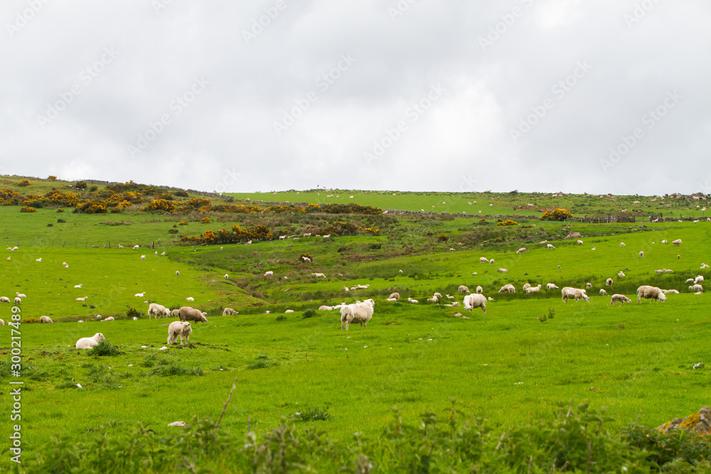 Scotish coast with sheeps in the fields Scotish coast with sheeps in the fields