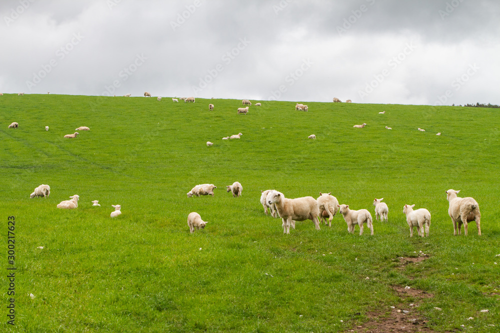 Scotish coast with sheeps in the fields Scotish coast with sheeps in the fields