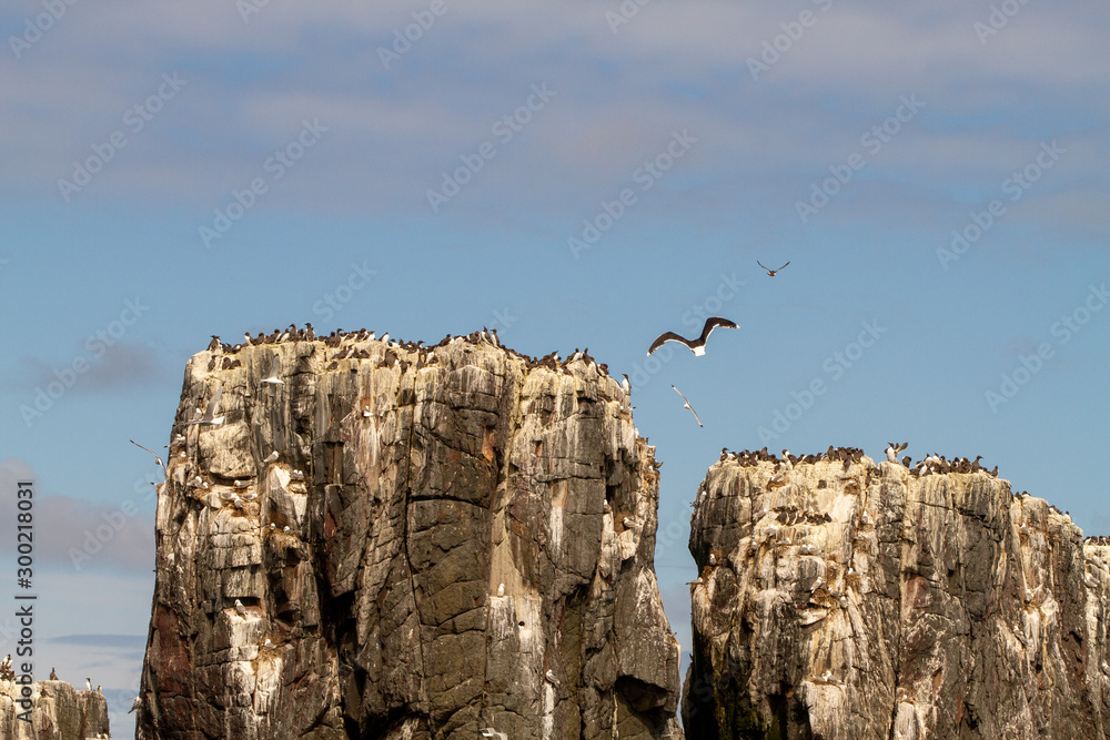Birds in Farne Islands, UK