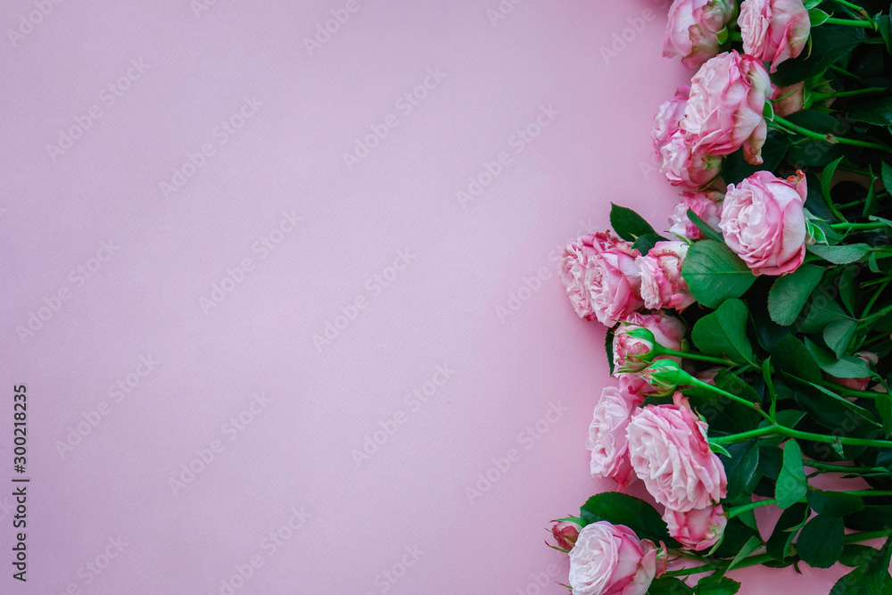 Peony- roses on soft pink background with space for text, flat lay.