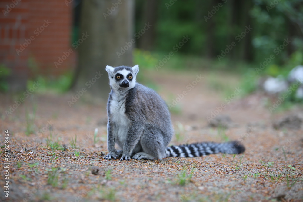 Fototapeta premium Madagascar Affe