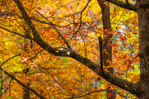Fall leaves in New England