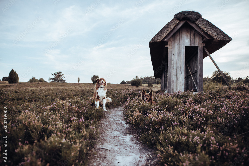 Obraz premium Hund in Heide