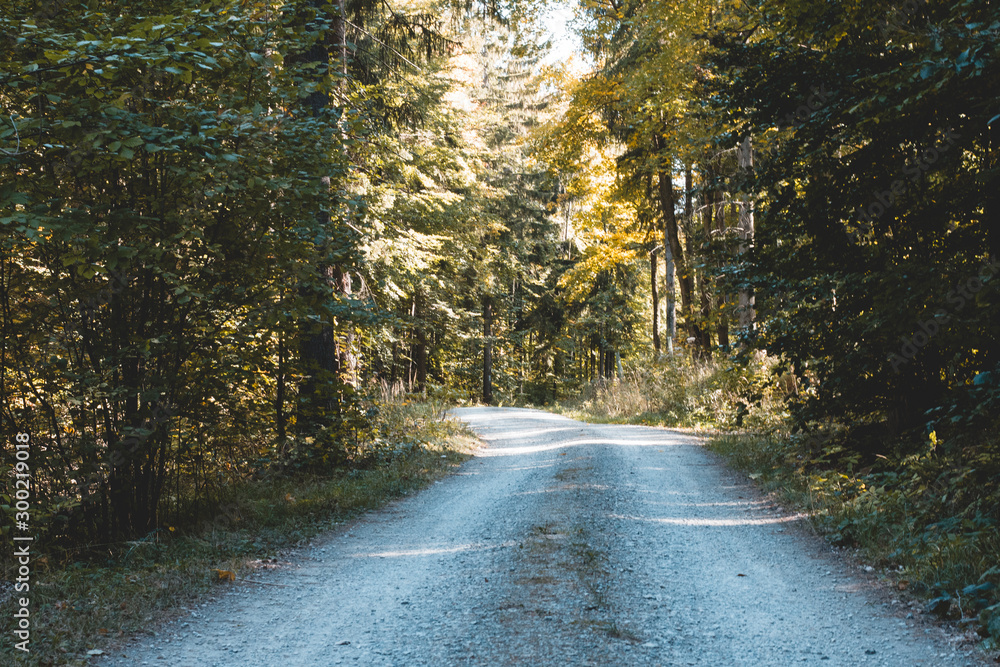 Fototapeta premium Forst droga w słońcu latem w lesie