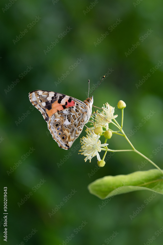 butterfly drinks nectar on a linden tree flower butterfly drinks nectar on a linden tree flower