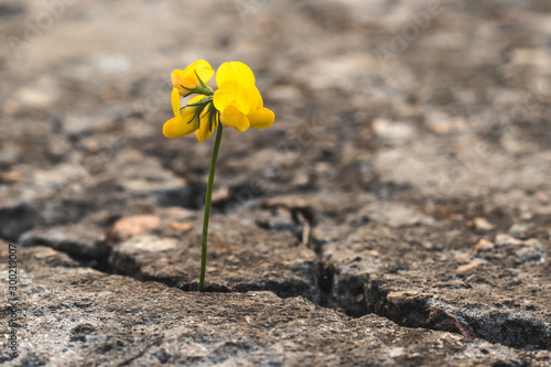 Yellow flower breaking through concrete cracks. Macro.
