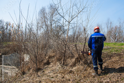 Tree felling with a large chainsaw © SGr