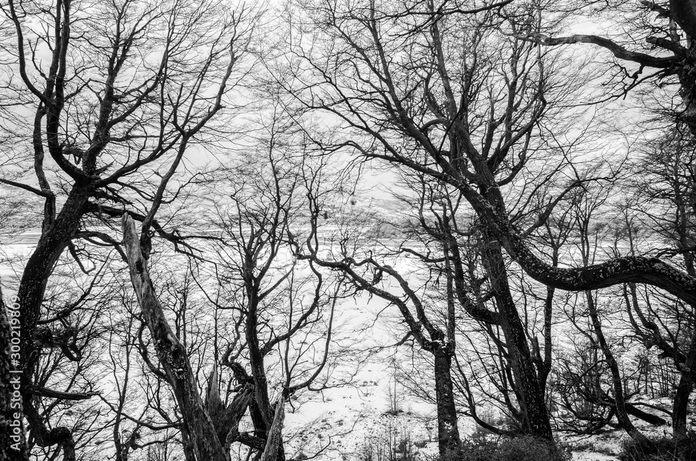 Tree Silhouettes on winter Chill Tree Silhouettes on winter Chill