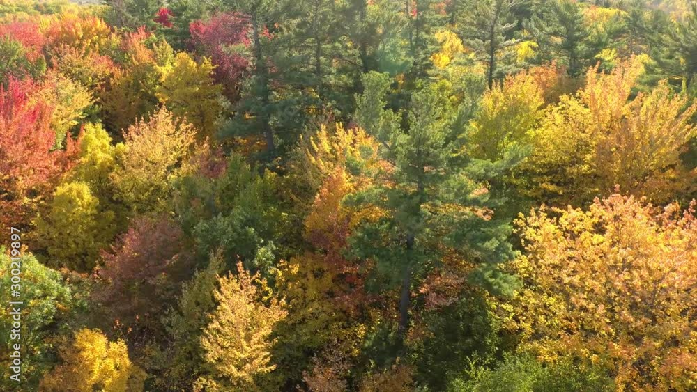 Sun and wind shaking beautiful trees in fall in various colours Sun and wind shaking beautiful trees in fall in various colours