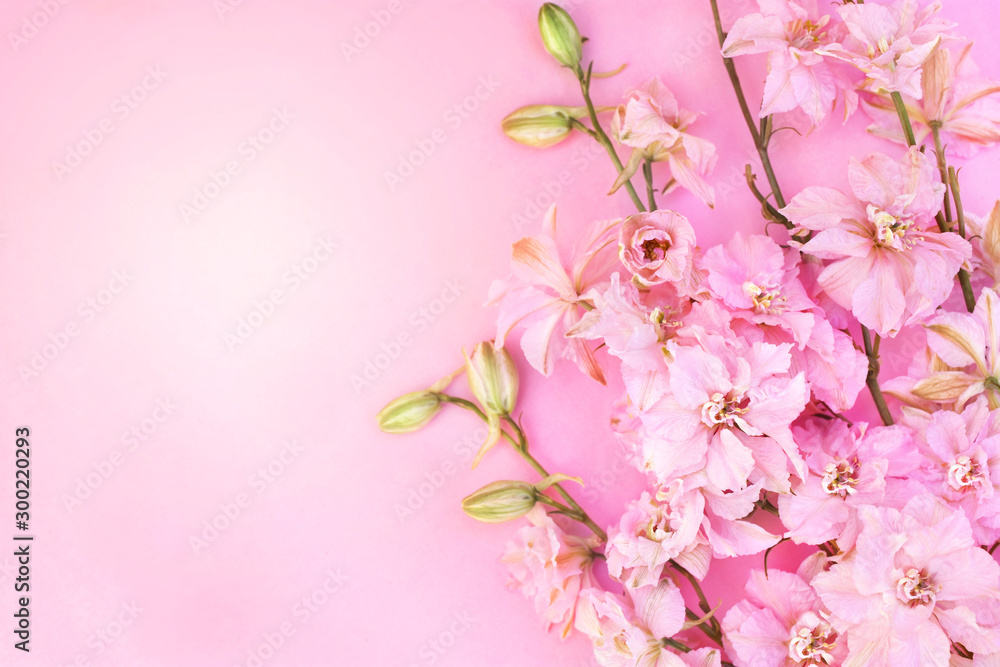 Spring pink blossom/springtime larkspur bloom, delphinium flowers background, pastel and soft floral card, toned