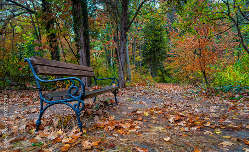 Empty bench in the park. Autumn colors in the forest
