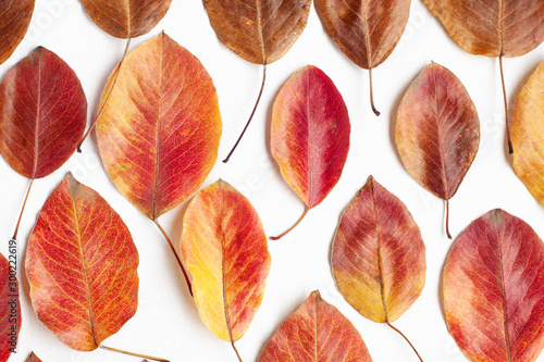 Top view flat lay of yellow, red and orange autumn leaves on  white background. Leaf fall concept
