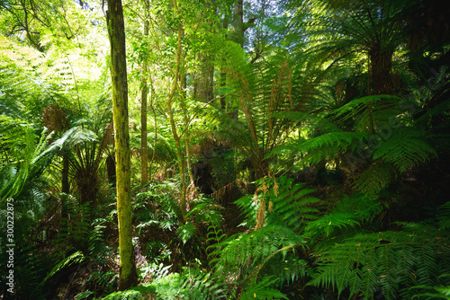 Australia green rain forest jungle