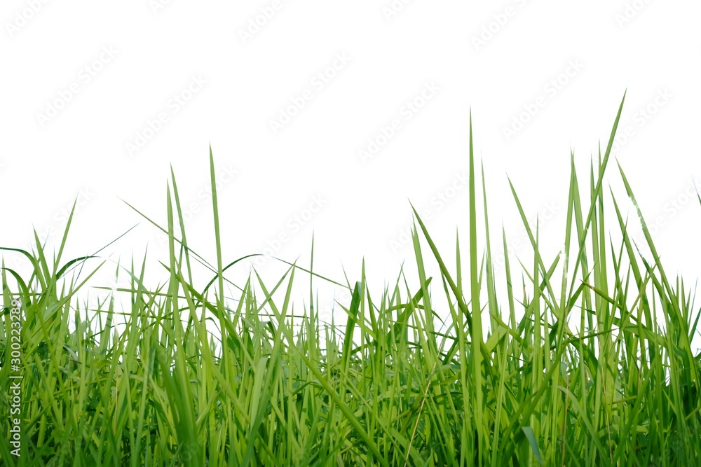 Fototapeta premium Wild grass leaves on white isolated background for green foliage backdrop 