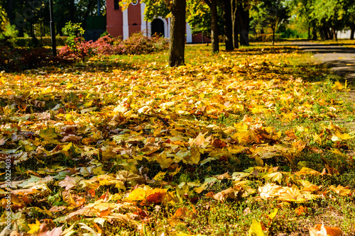 Yellow fallen maple leaves in a park on autumn