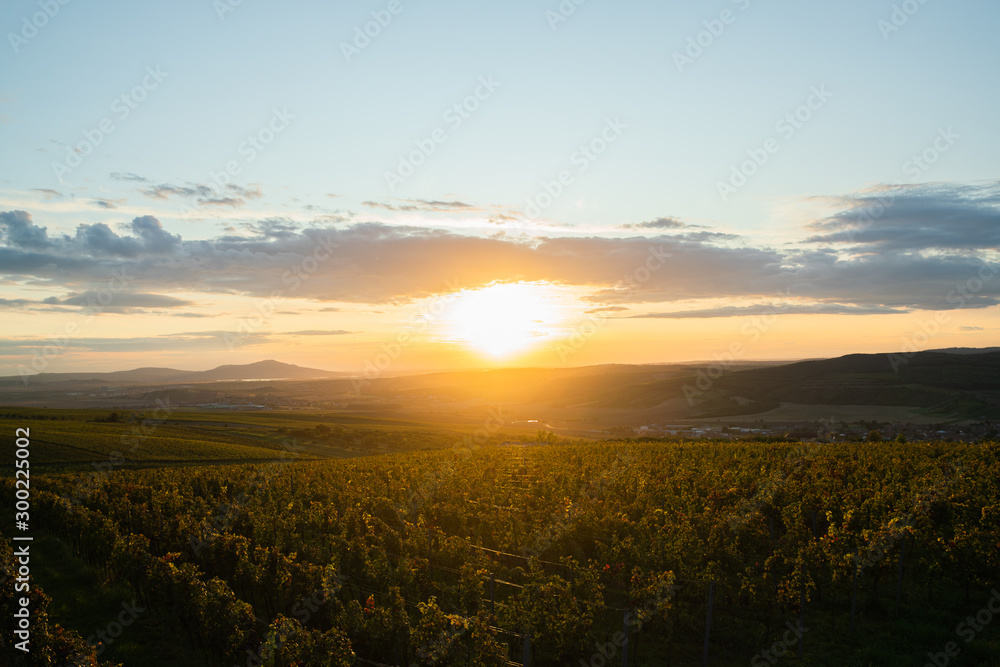Obraz premium Construction of the lookout point Kobylí Vrch and one of the columns overlooking the wine field and fresh vines and setting sun during the autumn evening area of South Moravia.