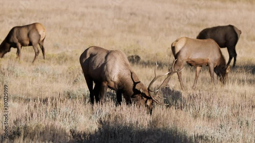 Eating Grasses in Rocky Mountain National Park in Colorado - 4K