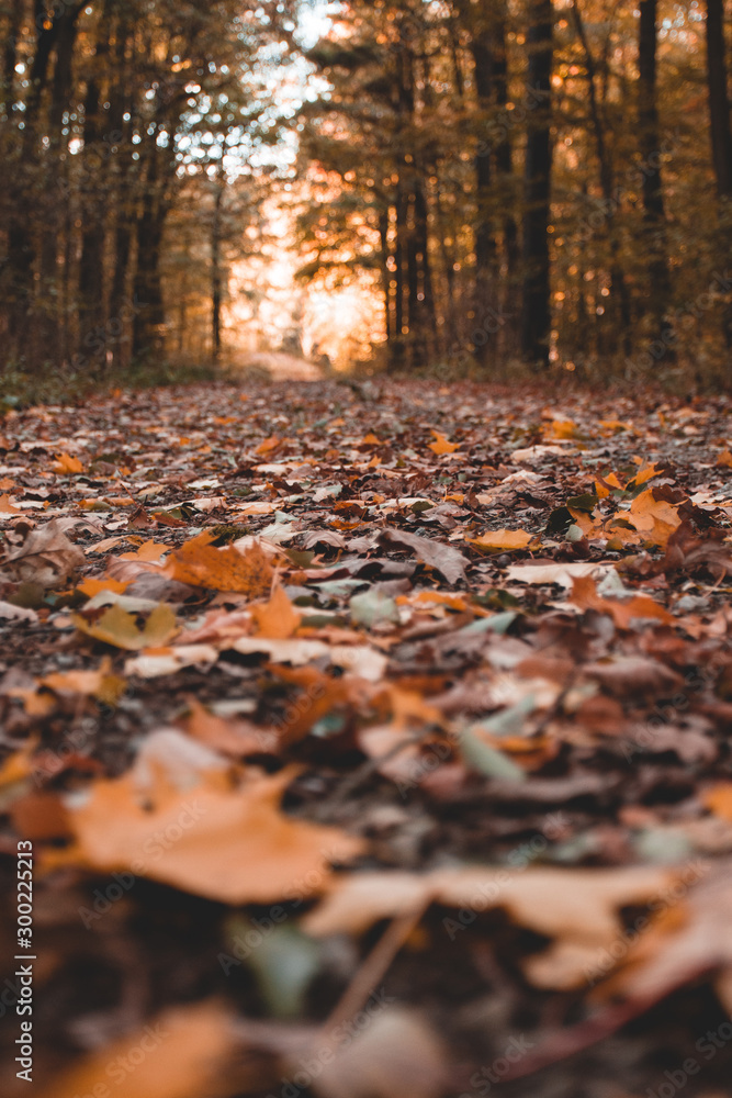 Herbstweg im Wald mit Blättern und Laub bei Sonne im Herbst