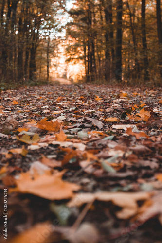 Herbstweg im Wald mit Bl  ttern und Laub bei Sonne im Herbst