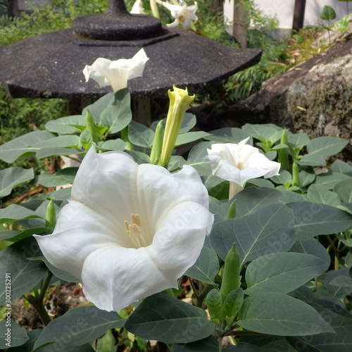 麻酔作用のある植物 種 として知られる朝鮮朝顔 ダチュラ Foto De Stock Adobe Stock