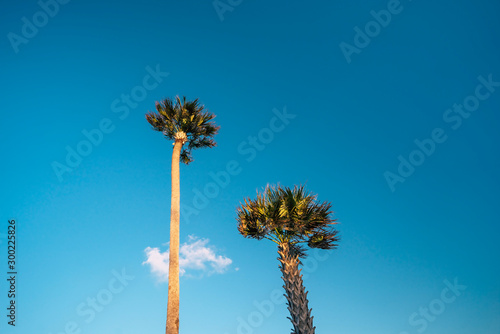 two palm trees in Miami against blue sky