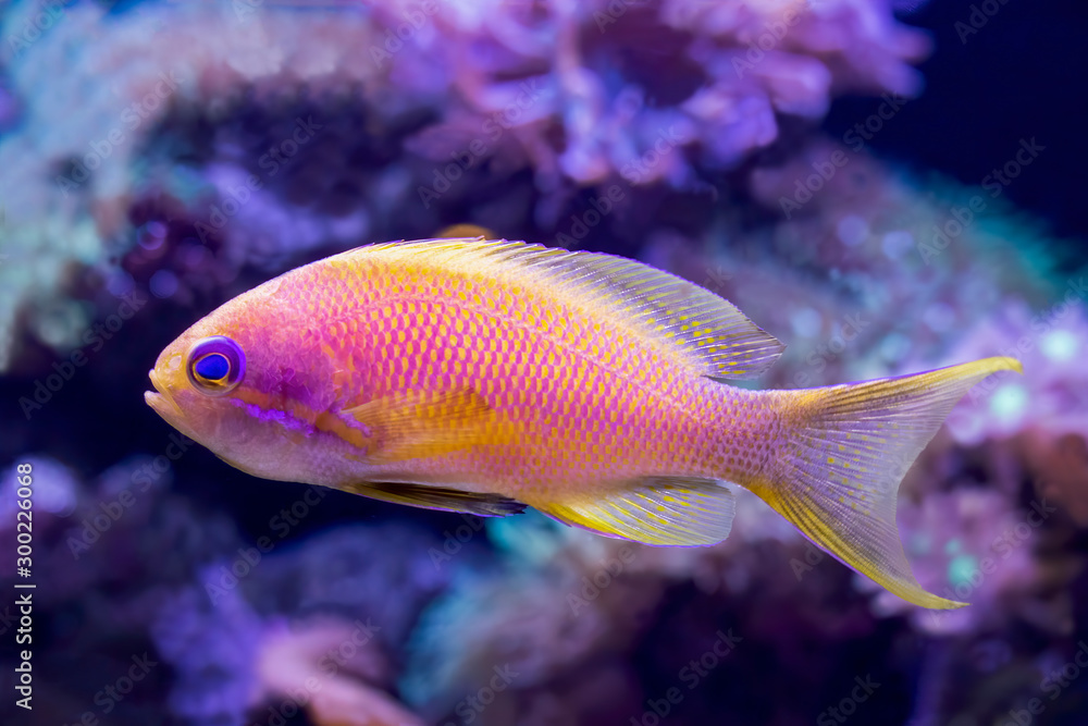 Close up Profile Blue eyed Anthias Tropical Fish in Tank Close up Profile Blue eyed Anthias Tropical Fish in Tank
