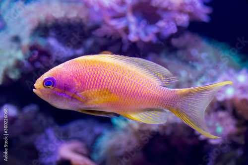 Close up Profile Blue eyed Anthias Tropical Fish in Tank