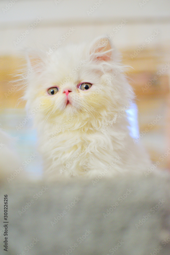 cute christmas white persian baby cat kitten