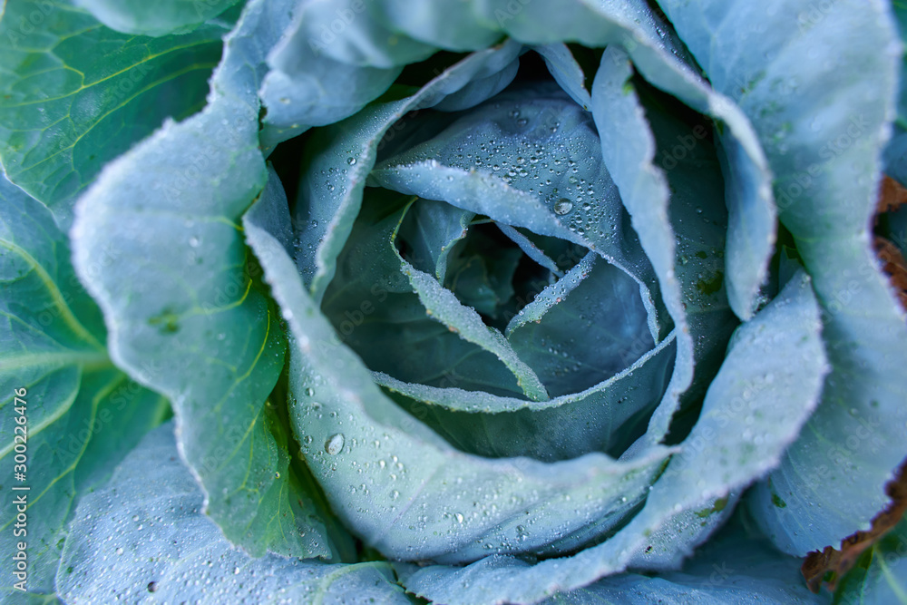 Fototapeta premium White cabbage in the garden, after rain
