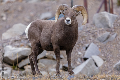 Mammals of Colorado. Colorado Rocky Mountain Bighorn Sheep