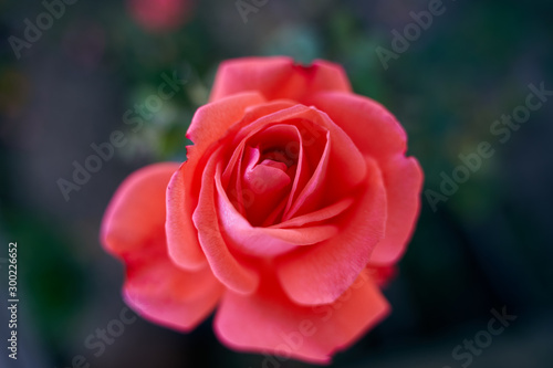 Red rose closeup