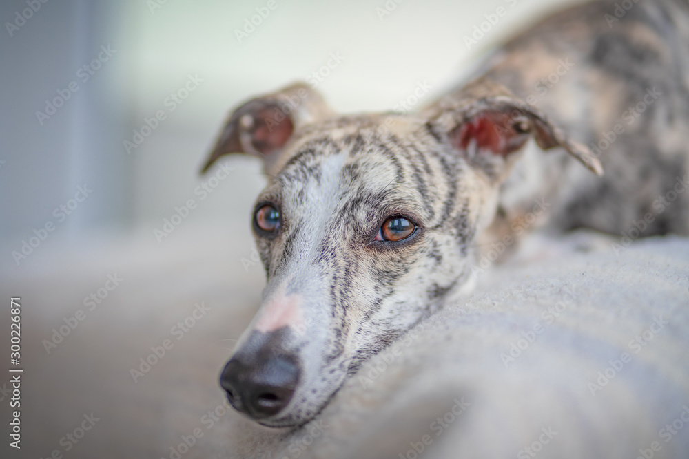 Portrait vom Kopf einer jungen hübschen Whippet Hündin Portrait vom Kopf einer jungen hübschen Whippet Hündin