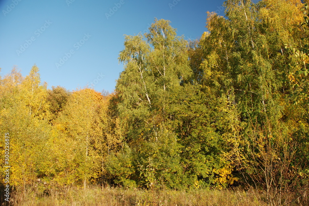 Fototapeta premium autumn landscape with trees and blue sky