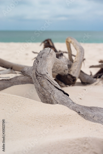 Wallpaper Mural Whitehaven Beach Australia drift wood close-up Torontodigital.ca