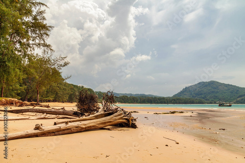 Dead tree trunk on beach