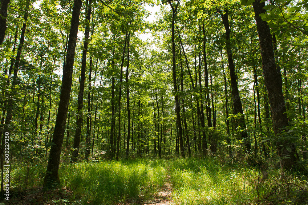 Forest landscape in summer