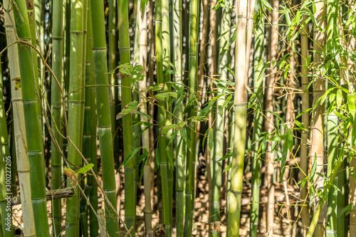 Bamboo View 