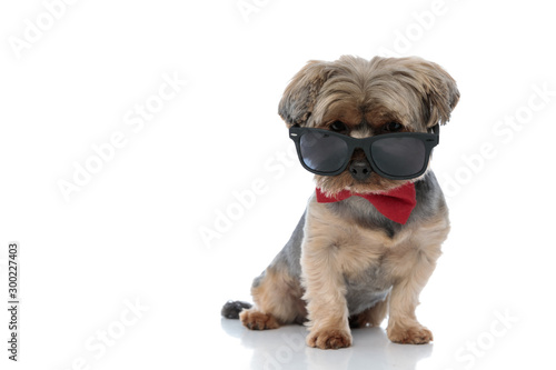 yorkshire terrier dog wearing  bowtie sitting and looking over sunglasses © Viorel Sima