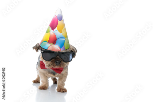 yorkshire terrier dog wearing birthday hat standing and staring