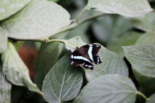 Close up of a butterfly sits on leaf with wings outstretched photo