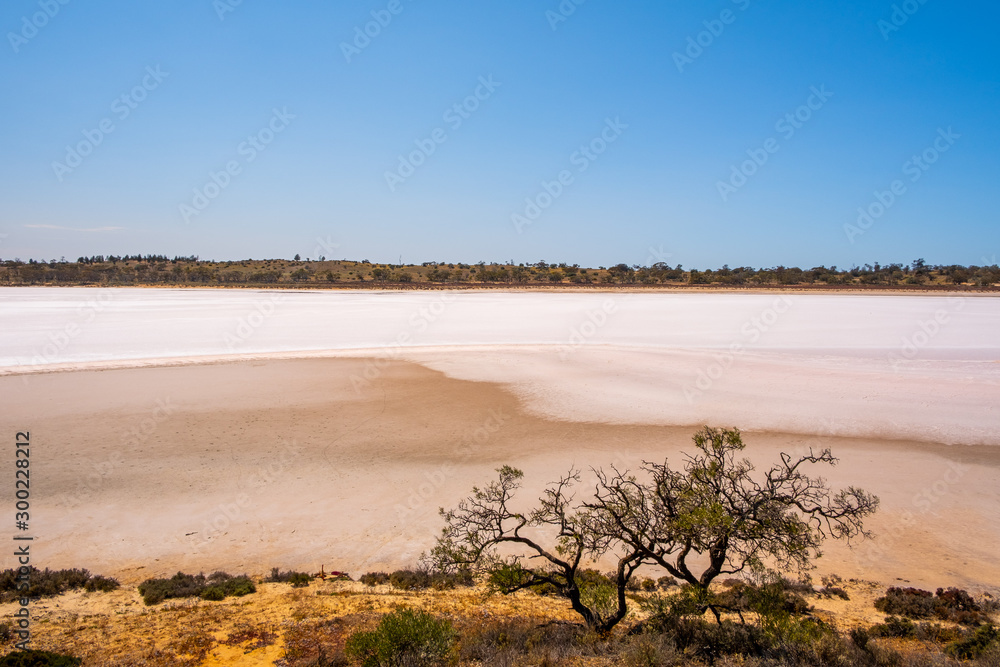 Shrubs growing on shores of salt lake in Australian desert Shrubs growing on shores of salt lake in Australian desert