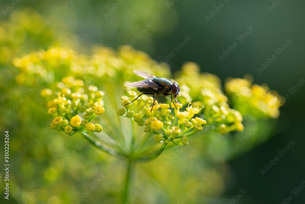 Blowfly collects pollen from dill herbs