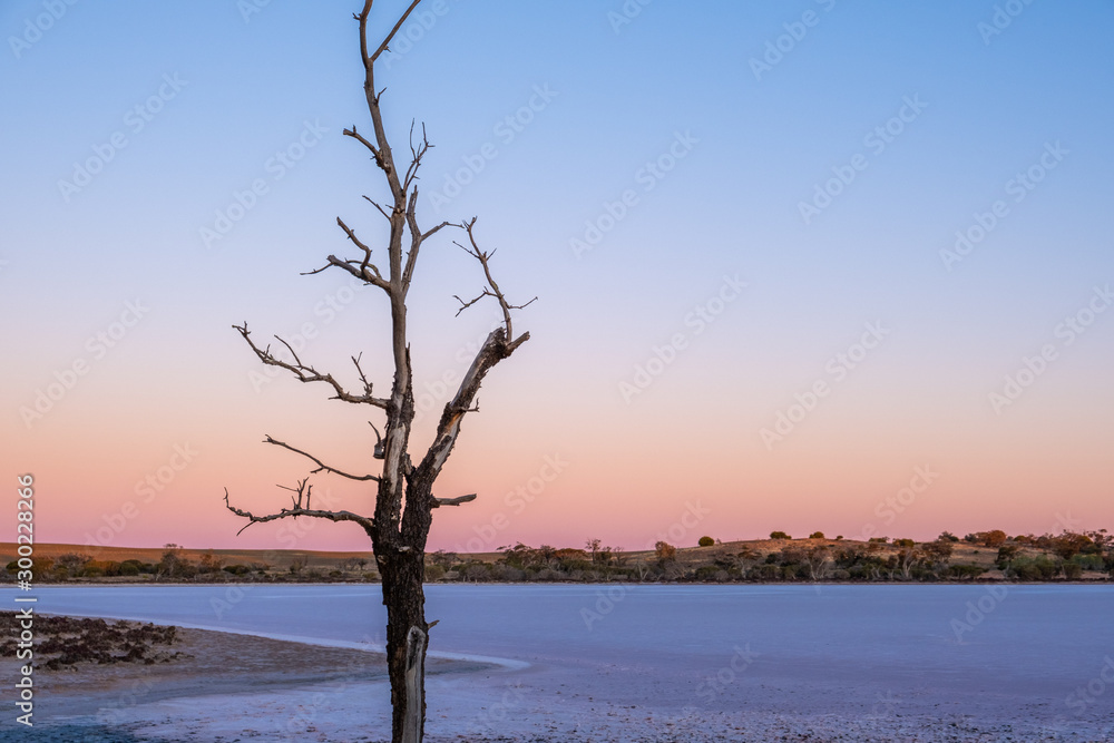 Bare tree closeup against salt lake at dusk in Australia Bare tree closeup against salt lake at dusk in Australia