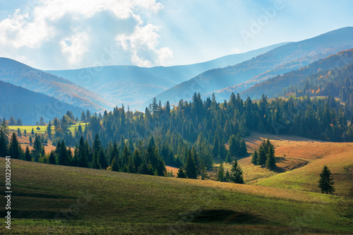 rural area of carpathian mountains in autumn. wonderful scenery of borzhava mountains in dappled light observed from podobovets village. agricultural fields on rolling hills near the spruce forest
