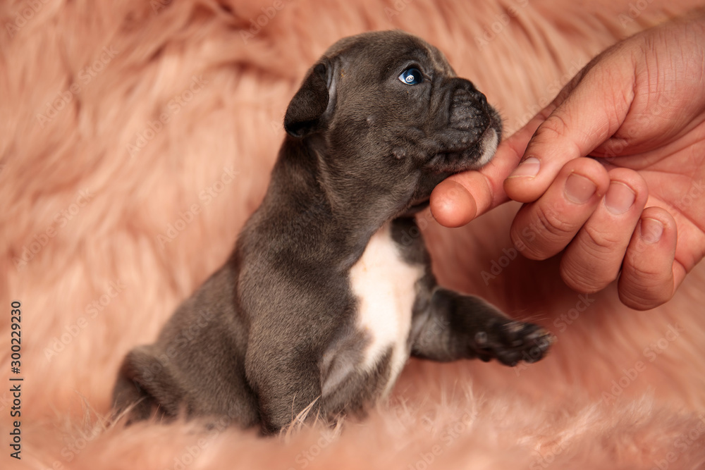 American bully dog being cuddled with one paw in air American bully dog being cuddled with one paw in air
