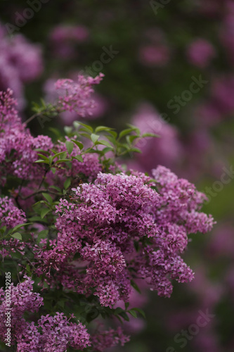 Flowering beautiful lilac in spring