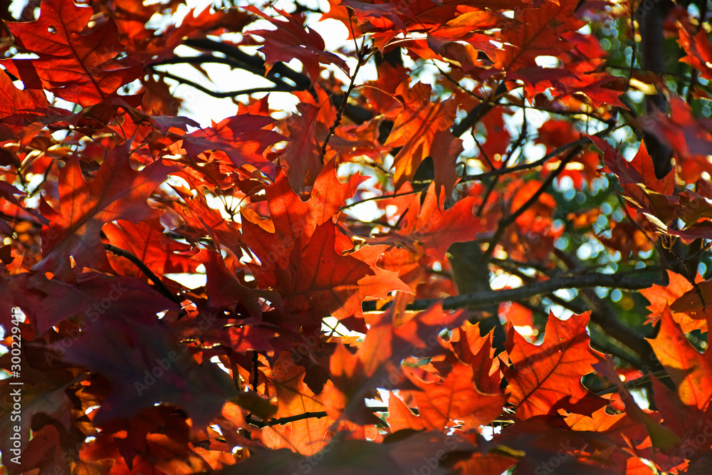 Autumn leaves overhead against the sky. Colorful autumn. Landscape in autumn season. Autumn leaves background. Autumn leaves overhead against the sky. Colorful autumn. Landscape in autumn season. Autumn leaves background.