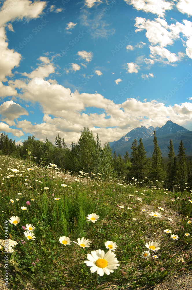 Fototapeta premium Mountain Flowers