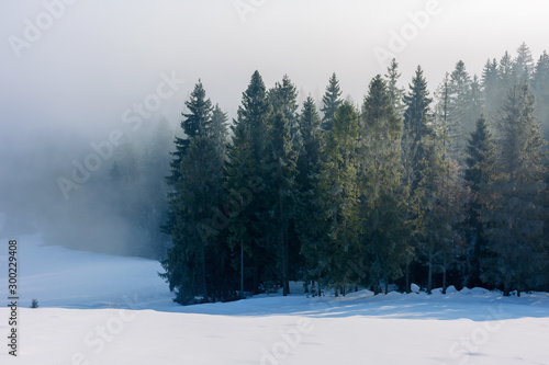 spruce forest in mist and hoarfrost. beautiful nature winter scenery