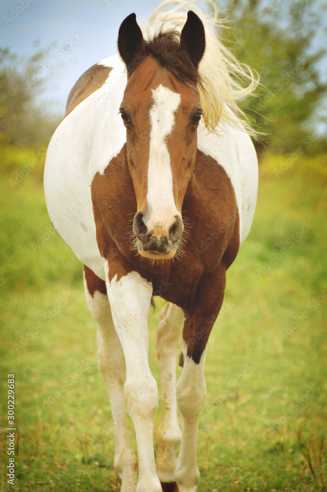 Obraz premium Walking Horse